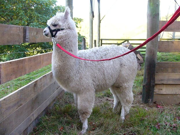 Alpaca Fiber, Llama Fiber, Sheep Fiber or Wool, How Are They Different? -  Owlcation