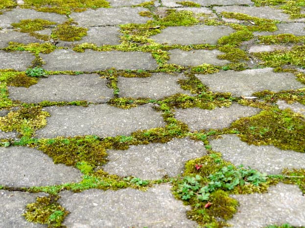 Moss planted between concrete blocks.