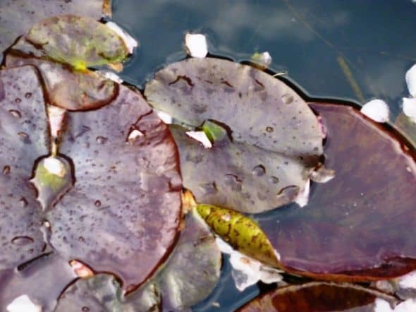Water lily leaves strewn with cherry blossom.