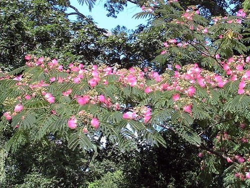 mimosa tree poisonous to dogs