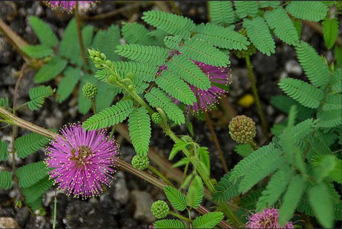 A close up of the pretty soft flower near the foliage which is very similar to the leaves of the mimosa tree and equally sensitive.  They fold up within seconds of being disturbed.