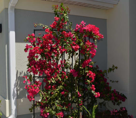 Less than 12 months after being planted, our bougainvillea outgrew the original trellis. It is now on 3 trellises. Unfortunately, getting it on these trellises required pruning.