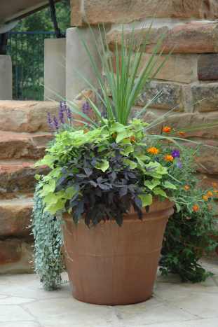 Combine upright and draping plants for a dynamic look.