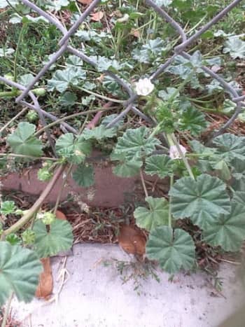 This plant has more distinctly lobed mallow leaves, and you can also see its flowers. Photographed in a yard near the 105 freeway in Lynwood, California.