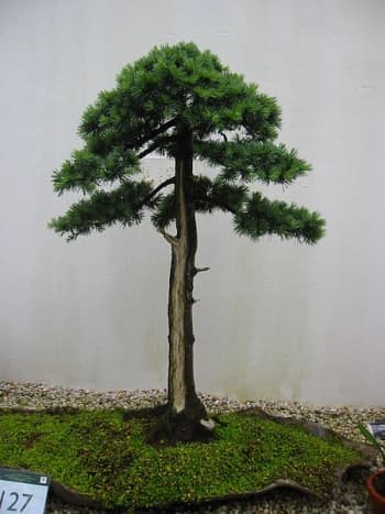 Upright bonsai.