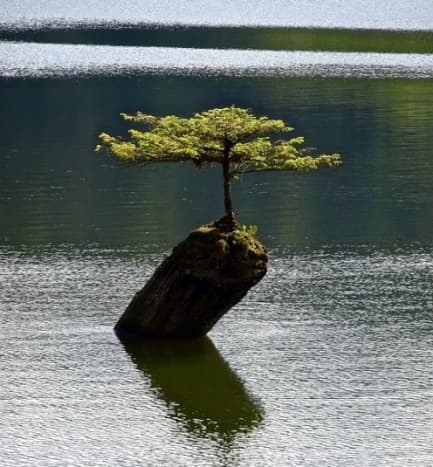 A bonsai tree can be developed from cuttings at home. 