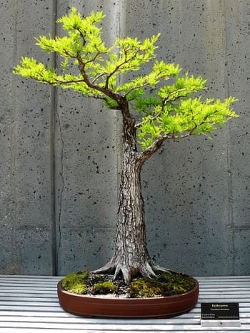 A strong trunk on a Formal Upright style Bonsai.