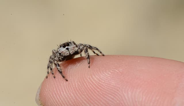 Jumping spiders are very small.
