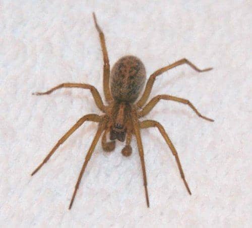 Hobo spiders are often confused with giant house spiders or brown recluses.