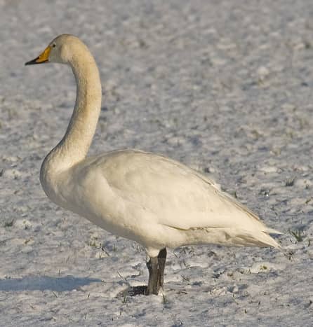 The adult whooper swan has a triangular head and carries its neck straight. The yellow patch on the bill is more angular than that on the Bewick's swan. 
