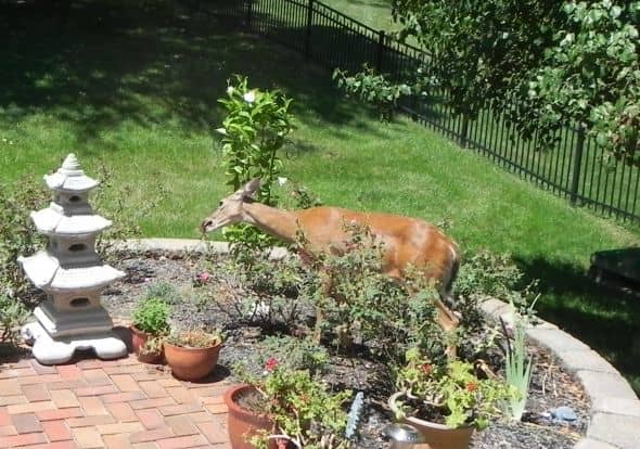 Rude behavior: What was once a nice garden is now overrun with hooligans.