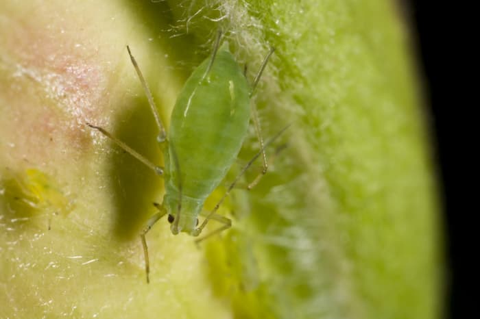 Green Aphid.  Photo by Jscalev/Dreamstime.