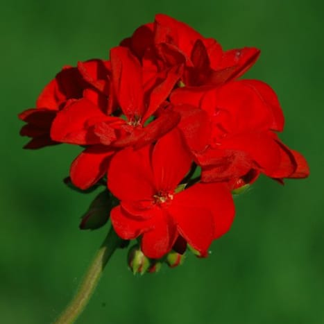 sun-loving Geranium (annual)