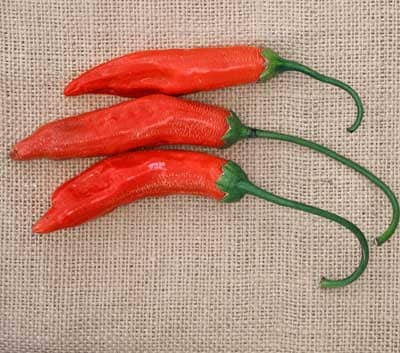 Aji Red are very hot 3- to 5-inch orange-red peppers that are generally dried into powder for sauces and stews. A Capsicum baccatum type with 30,000&ndash;50,000 Scoville units.