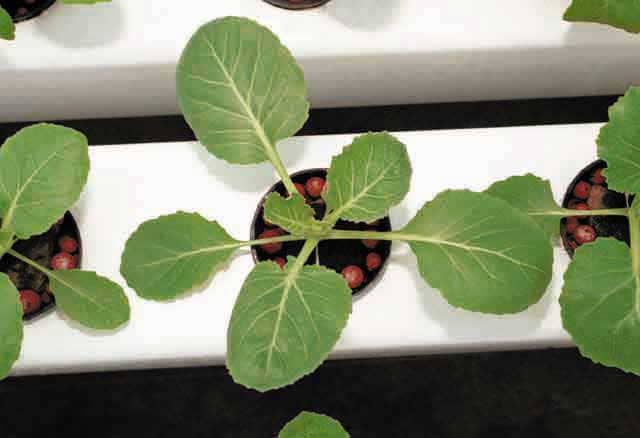 all-you-need-to-know-about-hydroponics