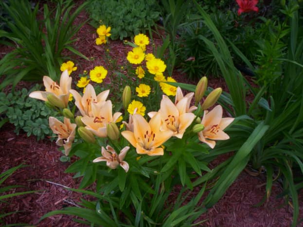 Asiatic lilies are a great addition to any perennial garden.