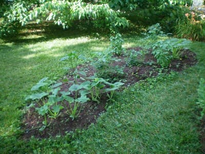 My tiny vegetable garden after a month.