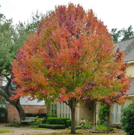 do bradford pear trees change color in fall