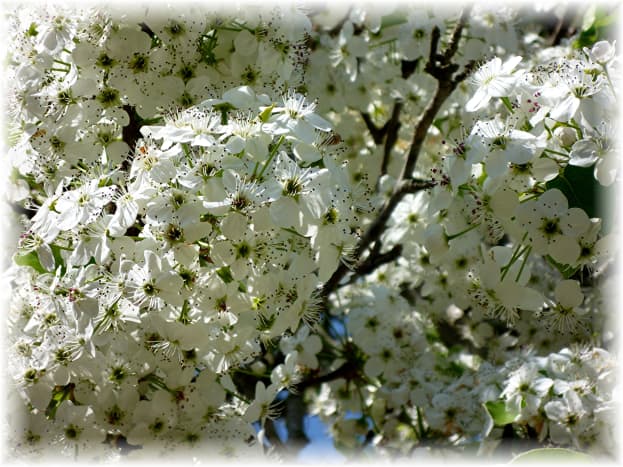 Bradford Pear tree blossoms
