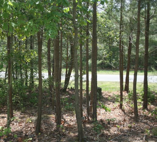 Clearing brush and thinning wooded areas near your house will help keep tick populations down.