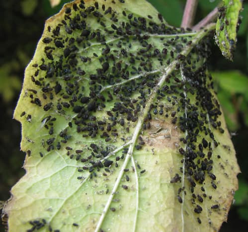 Extremely heavy infestation of black aphids