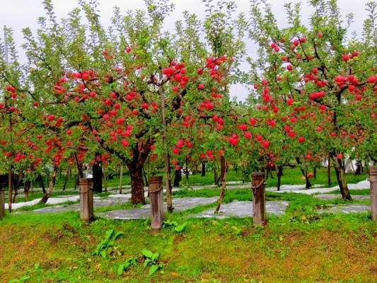Looks like they know what they're doing in Japan as well!  These Fuji apple trees look great.  The Fuji is an apple hybrid developed at theTohoku Research Station in Fujisaki, Aomori, Japan, in the late 1930's, and brought to market in 1962.