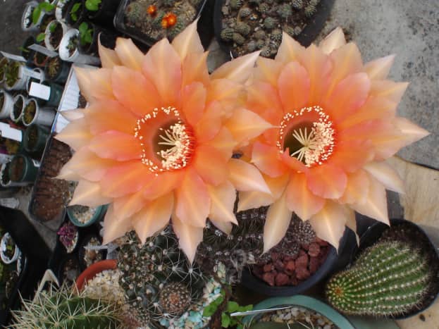 Echinopsis cactus bearing apricot colored flowers after three years of planting.