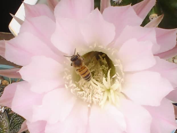Insects are attracted to cactus flowers and these little critters also help with pollination. Flowers that are pollinated will produce seeds that can be germinated later on.