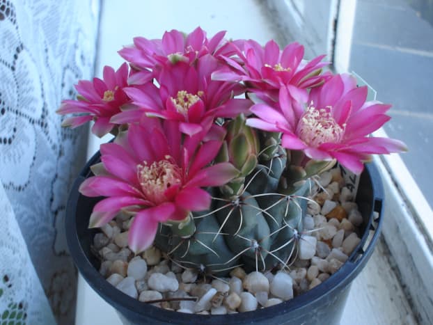 Gymnocalycium damsii with lovely dark pink flowers in early spring.