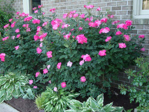 Large, pink Knockout roses effectively fill a space on one side of the house.