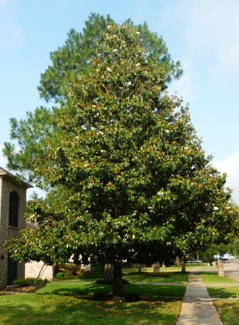 Southern Magnolia tree in our subdivision