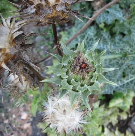 Ladybugs love thistles. That's why I like to leave a few around. In the spring, the thistles of all types are full of ladybugs. She has chosen a flower about to go to seed. Below her flower seeds are preparing to disperse and start new plants. 
