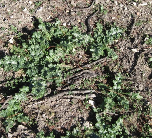 This is a young patch of milk thistle near the end of January. Don't forget to click to enlarge it. 