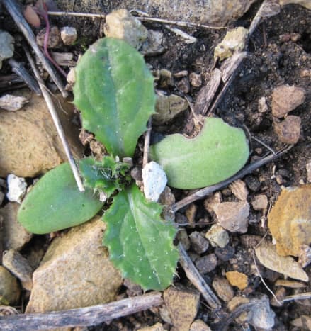 A very young milk thistle first has two diagonal smooth leaves and then gets the jagged leaves. Also barely seen here in the center are the emerging tiny leaves with the milky veins. Taken January 4.