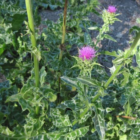 Milk Thistle flowers. This picture gives you a good view of how the leaves get smaller and modify into thorns as the plant gets taller. 