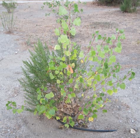 Coyote brush is trying to crowd out this young tree. The tree will win if it gets big enough to shade the coyote bush and deprive it of the sun it needs. 