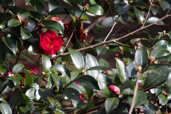 Camellia japonica with its glossy leaves comes in white, pink, and striped as well as red.