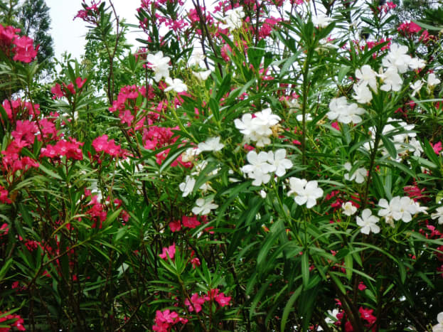 Oleander bushes of different colors can be pretty planted next to one another.