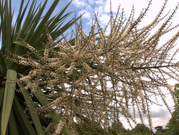 The flowers of the Cordyline australis.