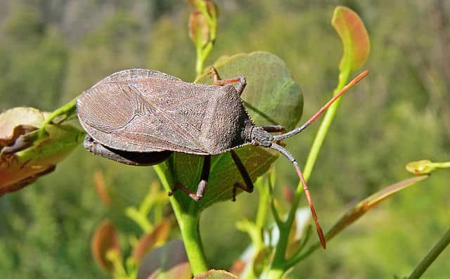 Adult squash bug