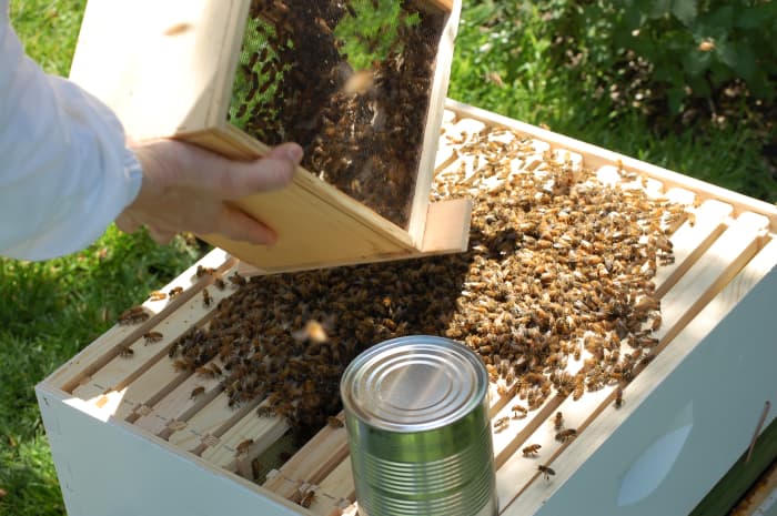 Installing bees into a hive