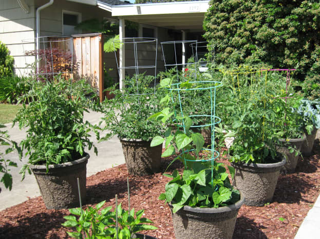 This is my neighbor's front yard vertical vegetable garden! As you can see, there are many wire cages supporting tomato plants. 