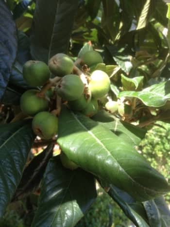 Not-yet-ripe loquats still in their green stage