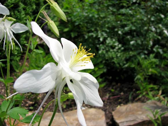 Fragrant columbine produces creamy, short-spurred flowers sitting atop delicate stems that are loved by hummingbirds and bees.
