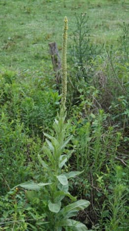 A closer view of the mullein growing near my house.