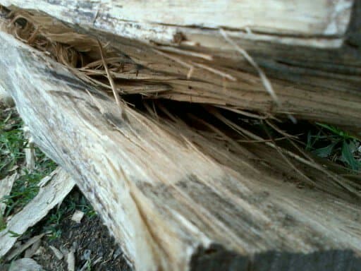 I've started splitting this little Black Locust log for fence rails.