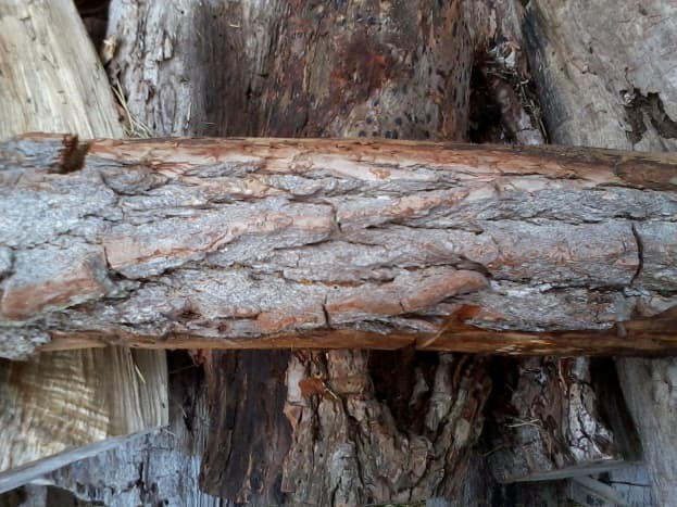 The bark of a younger branch of a Sassafras tree. Note the red-orange underbark.