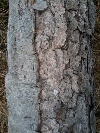 Black Cherry bark. See the short, little horizontal lines?