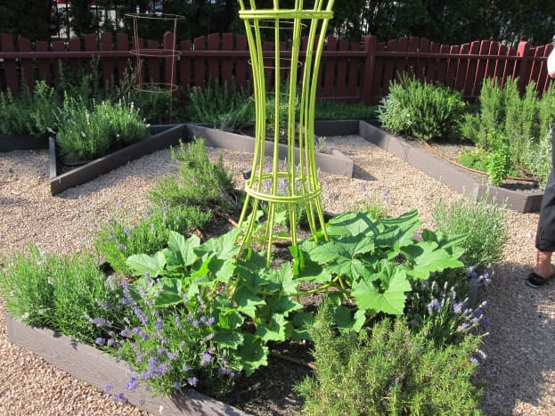 In this example of a potager garden bed, rosemary and lavender plants surround a planting of squash, which will climb the center trellis as it grows to add vertical interest to the garden.