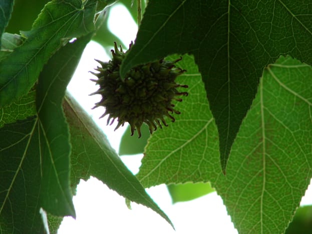Sweet gum balls can be a major yard hazard, and they're not easy to clean up. 